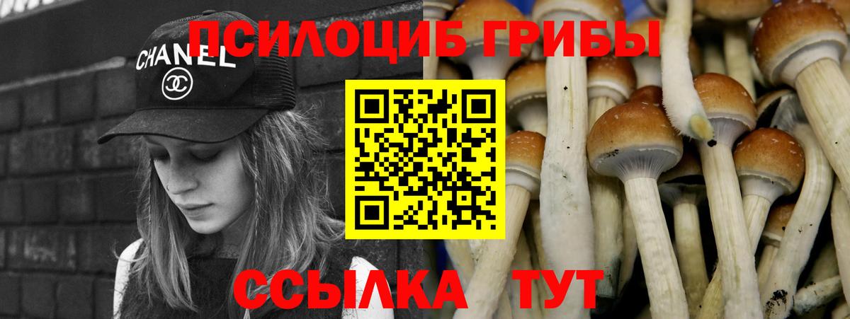 Псилоцибиновые грибы Psilocybine cubensis Советск